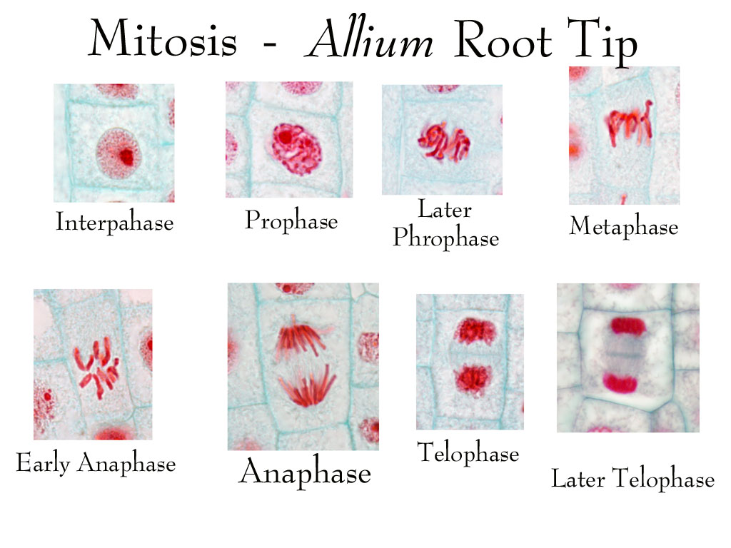 Biology Pictures Mitosis in a Plant Root Cell